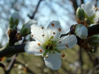 The official flower of the O'Sullivan Clan, the Blackthorn Rose